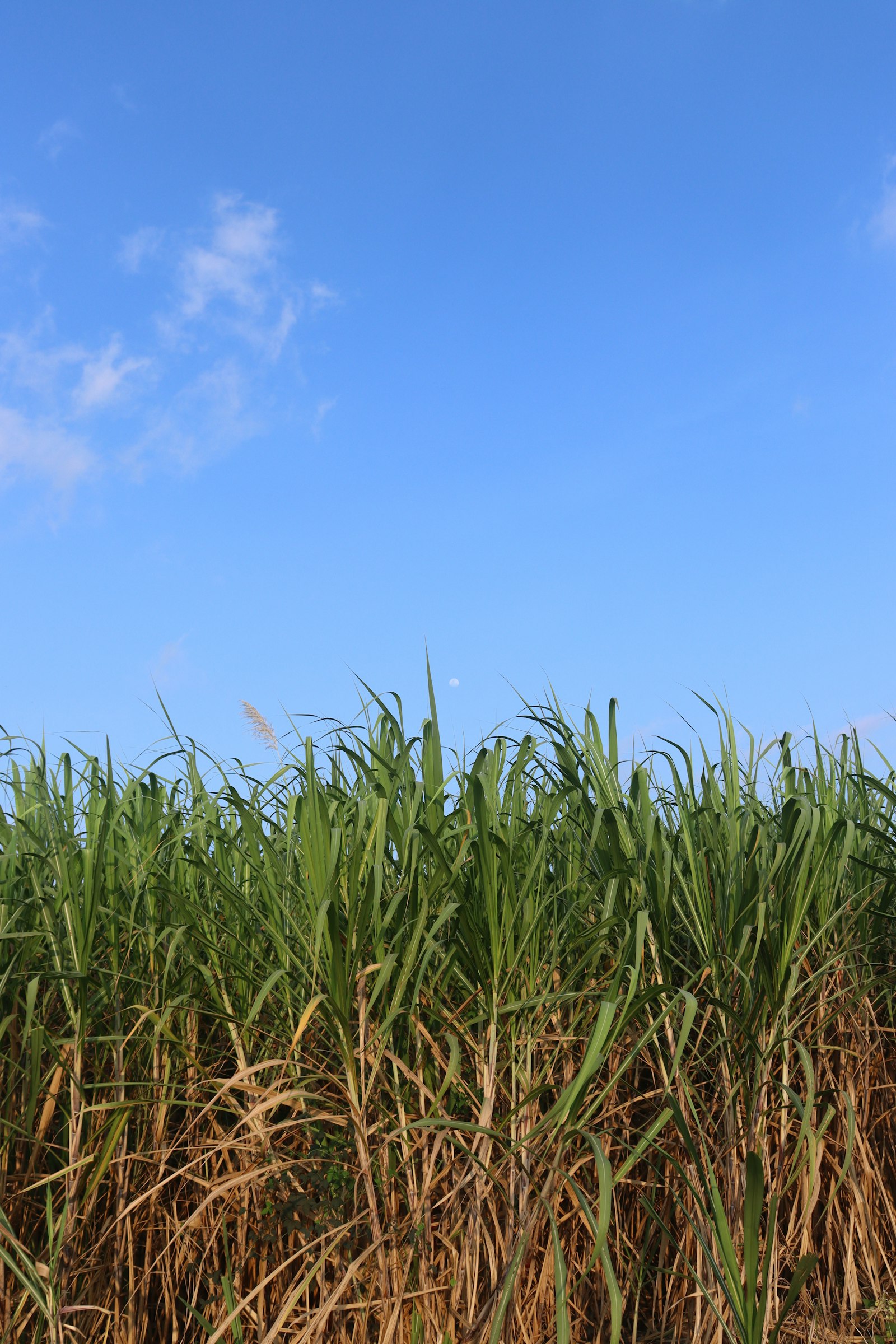 Sugar cane field; panela made from cane juice gives posta cartagenera its dark color