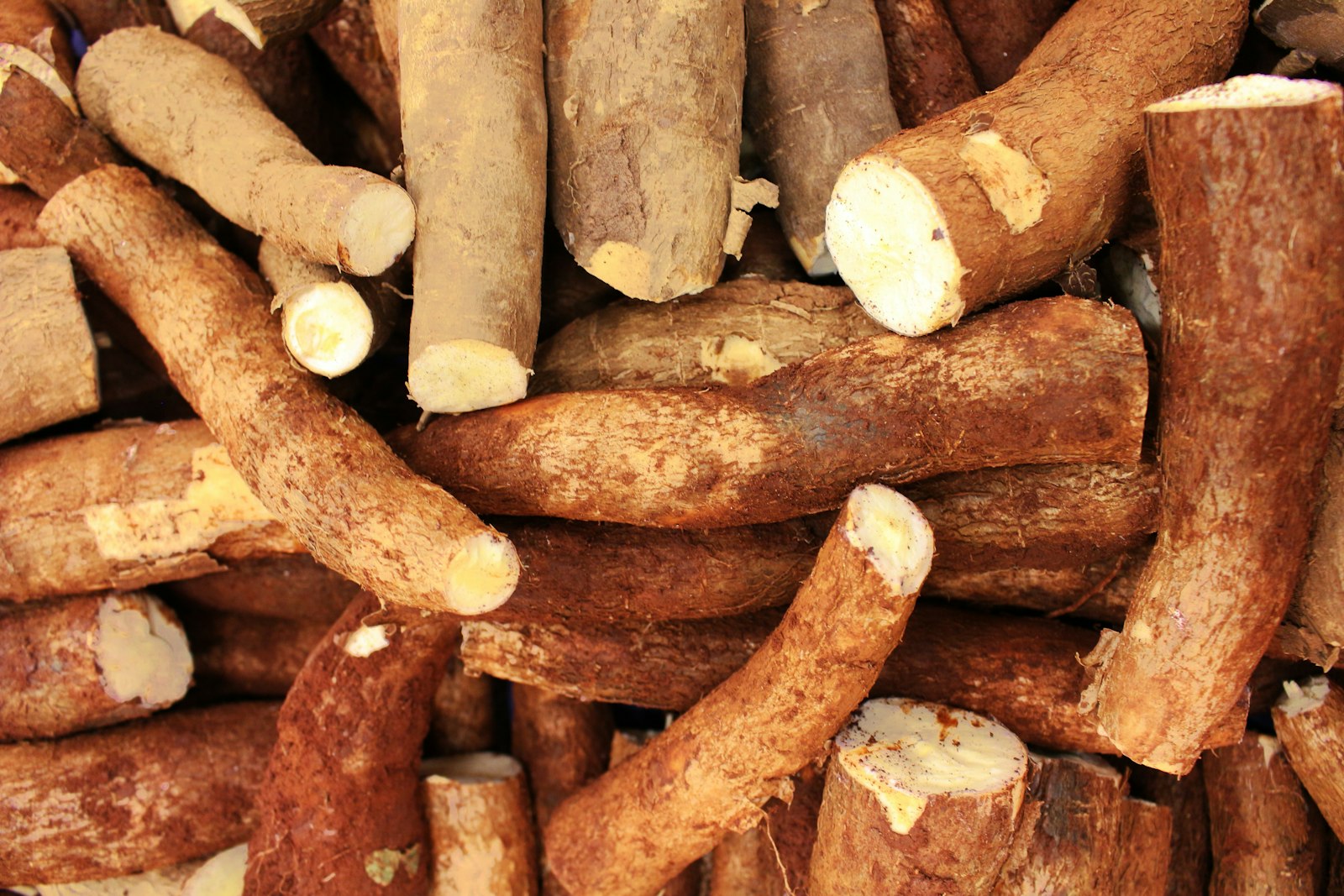 Raíces de yuca cruda, ingrediente principal del enyucado costeño