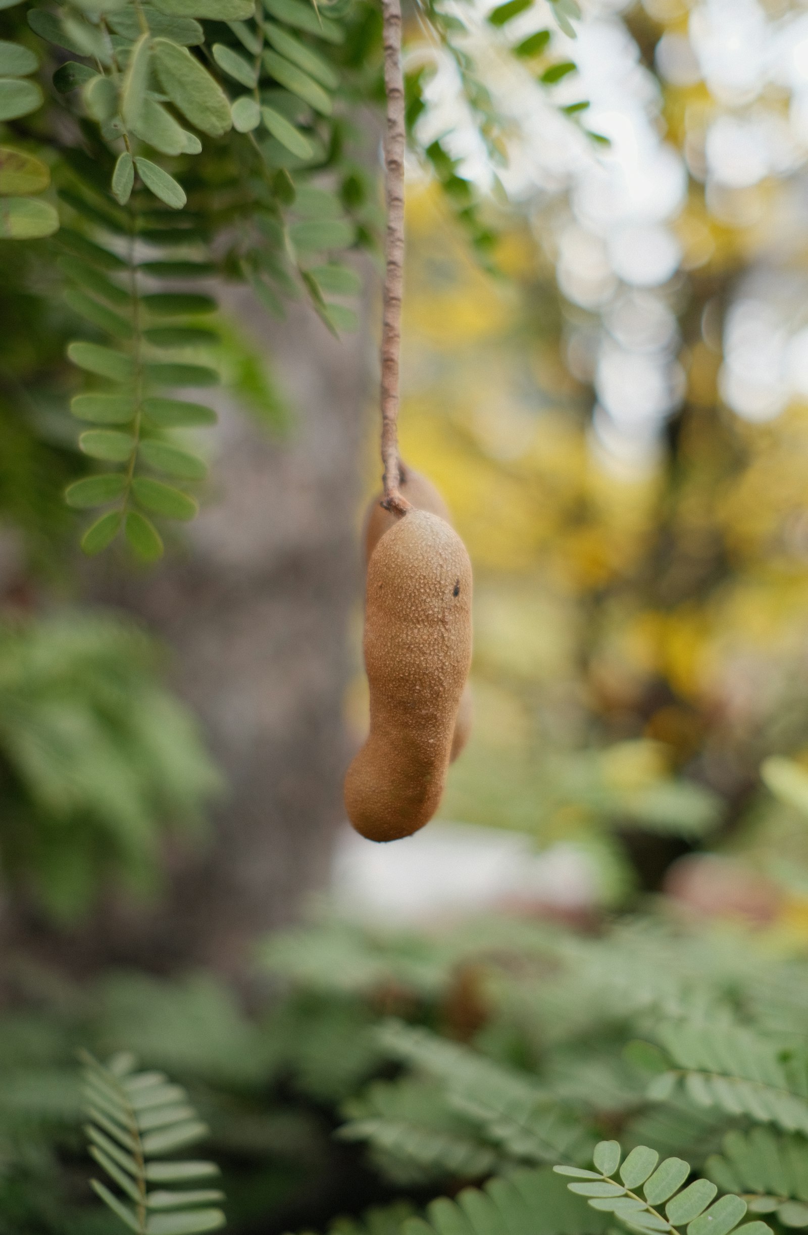 Vainas de tamarindo colgando de una rama, fruta de las bolitas de tamarindo